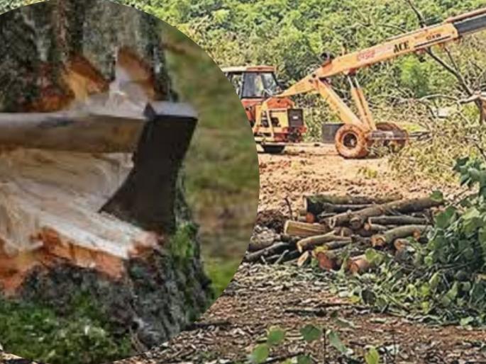 Developer's 'plot' to axe 1,300 trees in Thane, Forest Department inspection reveals hiding the age of the trees | ठाण्यातील १,३०० झाडांवर कुऱ्हाड चालविण्याचा विकासकाचा ‘डाव’, वृक्षांचे वय लपवल्याचे वनविभागाच्या पाहणीत उघड Developer's 'plot' to axe 1,300 trees in Thane, Forest Department inspection reveals hiding the age of the trees | ठाण्यातील १,३०० झाडांवर कुऱ्हाड चालविण्याचा विकासकाचा ‘डाव’, वृक्षांचे वय लपवल्याचे वनविभागाच्या पाहणीत उघड
