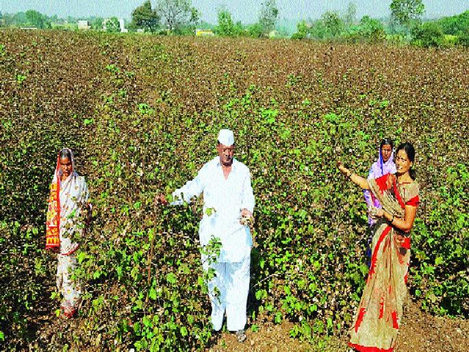 Shellpipulgaon area: Bollworm infestation on cotton | शेलपिंपळगाव परिसर : कापसावर बोंडअळीचा प्रादुर्भाव  Shellpipulgaon area: Bollworm infestation on cotton | शेलपिंपळगाव परिसर : कापसावर बोंडअळीचा प्रादुर्भाव