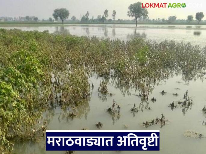 latest news Marathwada Rain Update: Heavy rain during Ganeshotsav; Heavy showers in Marathwada Read in detail | Marathwada Rain Update : गणेशोत्सवात पावसाचा जोर; मराठवाड्यात मुसळधार सरी वाचा सविस्तर