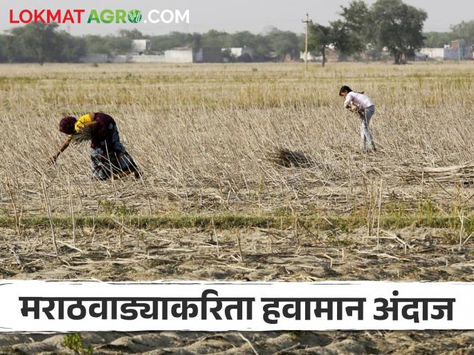 Latest News Marathwada Weather Update Next five days weather forecast for Marathwada, agriculture advisory, read in detail | Marathwada Weather Update : मराठवाड्यासाठी पुढील पाच दिवसांचा हवामान अंदाज, कृषी सल्ला, वाचा सविस्तर Latest News Marathwada Weather Update Next five days weather forecast for Marathwada, agriculture advisory, read in detail | Marathwada Weather Update : मराठवाड्यासाठी पुढील पाच दिवसांचा हवामान अंदाज, कृषी सल्ला, वाचा सविस्तर