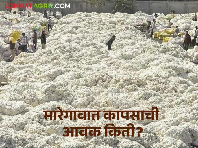 Cotton Market: 'So many' thousand quintals of cotton arrived in Maregaon in 10 days | Cotton Market : मारेगावात १० दिवसांमध्ये 'इतक्या' हजार क्विंटल कापसाची झाली आवक