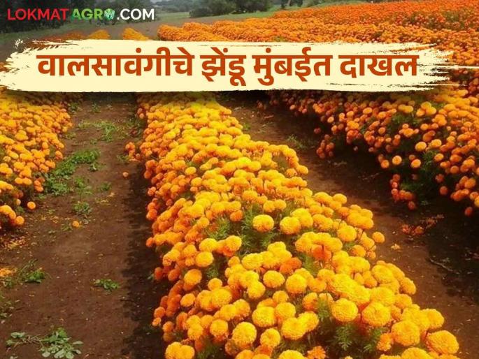 Marigold Cultivation : Marigolds flourish demand Shravan | Marigold Cultivation : ऐन श्रावणात झेंडू तेजीत Marigold Cultivation : Marigolds flourish demand Shravan | Marigold Cultivation : ऐन श्रावणात झेंडू तेजीत