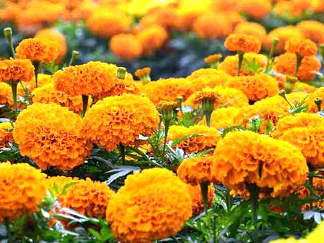 Marigold hundreds across the road in the month; Due to unseasonal rains, marigold inflows declined | मार्गशीर्ष महिन्यात झेंडू शंभरीपार; अवकाळी पावसामुळे झेंडू आवक घटली