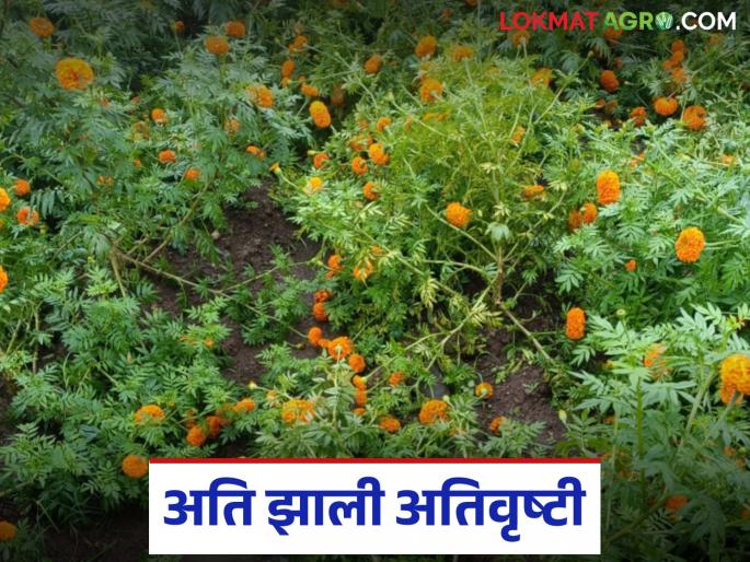 latest news Marigold Flower Damage: Heavy rains; Read details of damage to marigold flowers ahead of festivals | Marigold Flower Damage : अति झाली अतिवृष्टी; सणांच्या तोंडावर झेंडूच्या फुलांचे नुकसान वाचा सविस्तर latest news Marigold Flower Damage: Heavy rains; Read details of damage to marigold flowers ahead of festivals | Marigold Flower Damage : अति झाली अतिवृष्टी; सणांच्या तोंडावर झेंडूच्या फुलांचे नुकसान वाचा सविस्तर