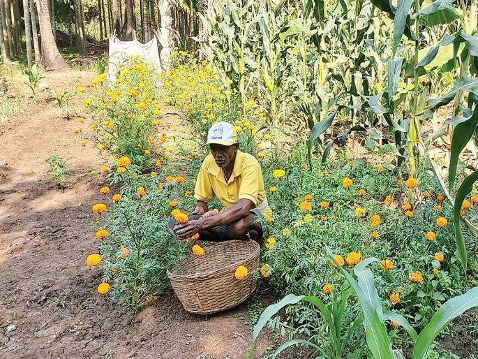 Looking for self-employment, overcoming the situation and finding a flower garden | प्रतिकूल परिस्थितीवर शेतकऱ्याची मात; फूलशेतीतून शोधली स्वयंरोजगाराची वाट Looking for self-employment, overcoming the situation and finding a flower garden | प्रतिकूल परिस्थितीवर शेतकऱ्याची मात; फूलशेतीतून शोधली स्वयंरोजगाराची वाट