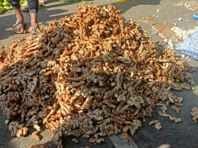 As it is beneficial in terms of health it is worth eating 200 per kg | आरोग्याच्या दृष्टीने फायदेशीर आल्याने खाल्ला भाव; प्रति किलो २०० रुपये As it is beneficial in terms of health it is worth eating 200 per kg | आरोग्याच्या दृष्टीने फायदेशीर आल्याने खाल्ला भाव; प्रति किलो २०० रुपये