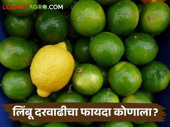 The increase in the price of lemon benefits the traders and sellers more than the farmers | Lemon Market लिंबाच्या भाववाढीचा फायदा शेतकऱ्यांपेक्षा व्यापारी व विक्रेत्यांनाच अधिक