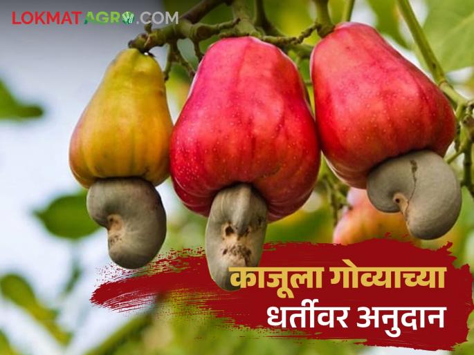 Will the cashew farmers get compensation due to the decrease in cashew prices in the state? | राज्यातील काजू दर कमी झाल्याने काजू उत्पादन शेतकऱ्यांना मिळणार का नुकसान भरपाई Will the cashew farmers get compensation due to the decrease in cashew prices in the state? | राज्यातील काजू दर कमी झाल्याने काजू उत्पादन शेतकऱ्यांना मिळणार का नुकसान भरपाई