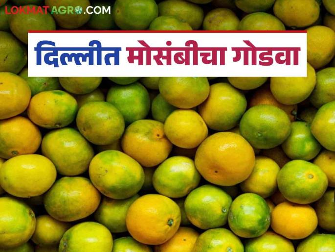 Demand for mosambi increased as the cold wave subsided; Marathwada mosambi's sweetness in Delhi | थंडीची लाट ओसरताच मोसंबीला मागणी वाढली; दिल्लीत मराठवाड्याच्या मोसंबीचा गोडवा Demand for mosambi increased as the cold wave subsided; Marathwada mosambi's sweetness in Delhi | थंडीची लाट ओसरताच मोसंबीला मागणी वाढली; दिल्लीत मराठवाड्याच्या मोसंबीचा गोडवा