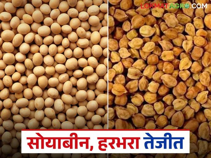 Market Update: latest news Soybean, Harbhara prices rise in Udgir market! Read in detail | Market Update: उदगिर बाजारात सोयाबीन, हरभऱ्याच्या दरामध्ये आली तेजी..! वाचा सविस्तर Market Update: latest news Soybean, Harbhara prices rise in Udgir market! Read in detail | Market Update: उदगिर बाजारात सोयाबीन, हरभऱ्याच्या दरामध्ये आली तेजी..! वाचा सविस्तर