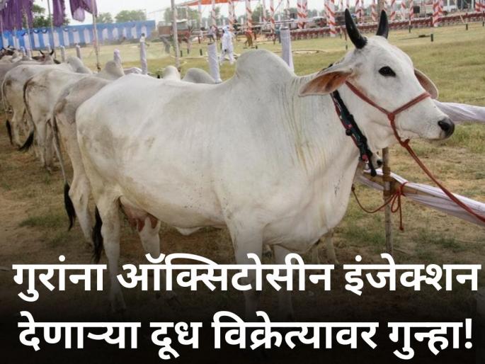Crime against milk seller for injecting oxytocin to cattle | गुरांना ऑक्सिटोसीन इंजेक्शन देणाऱ्या दूध विक्रेत्यावर गुन्हा! Crime against milk seller for injecting oxytocin to cattle | गुरांना ऑक्सिटोसीन इंजेक्शन देणाऱ्या दूध विक्रेत्यावर गुन्हा!