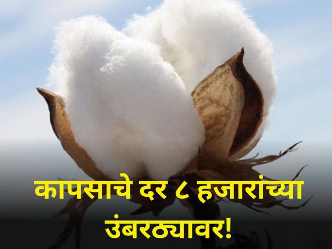 maharashtra market yard Cotton rate upto 8 thousand per quiltle farmer agriculture | कापसाचे दर ८ हजारांच्या उंबरठ्यावर! maharashtra market yard Cotton rate upto 8 thousand per quiltle farmer agriculture | कापसाचे दर ८ हजारांच्या उंबरठ्यावर!