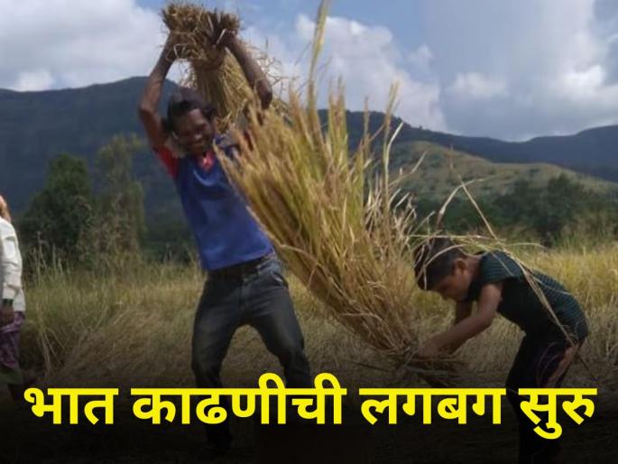 The rice harvest is about to begin | भात काढणीची लगबग सुरु