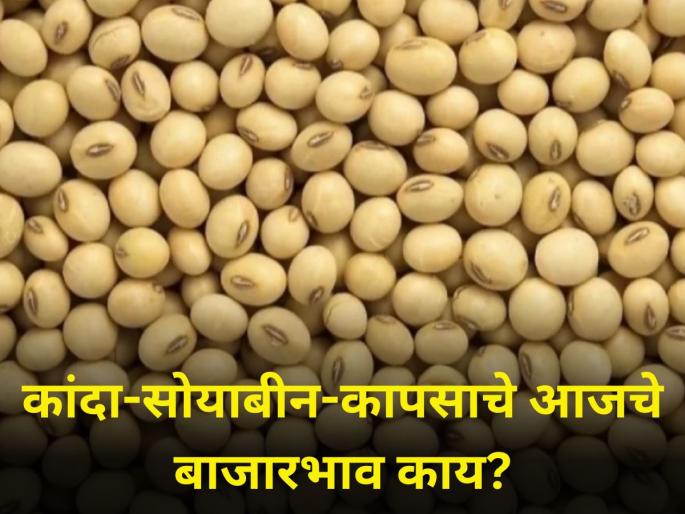 What is the current market price of onion soybean cotton farmer market yard | कांदा-सोयाबीन-कापसाचे आजचे बाजारभाव काय? What is the current market price of onion soybean cotton farmer market yard | कांदा-सोयाबीन-कापसाचे आजचे बाजारभाव काय?