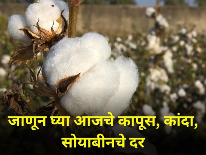 maharashtra farmer market yard Know today rates of cotton onion soybeans farm producers | जाणून घ्या आजचे कापूस, कांदा, सोयाबीनचे दर maharashtra farmer market yard Know today rates of cotton onion soybeans farm producers | जाणून घ्या आजचे कापूस, कांदा, सोयाबीनचे दर