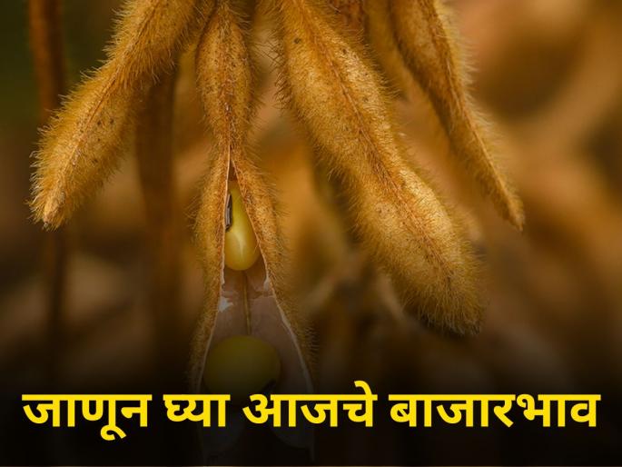 Know today's onion-soybean-cotton rates | जाणून घ्या आजचे कांदा-सोयाबीन-कापसाचे दर Know today's onion-soybean-cotton rates | जाणून घ्या आजचे कांदा-सोयाबीन-कापसाचे दर