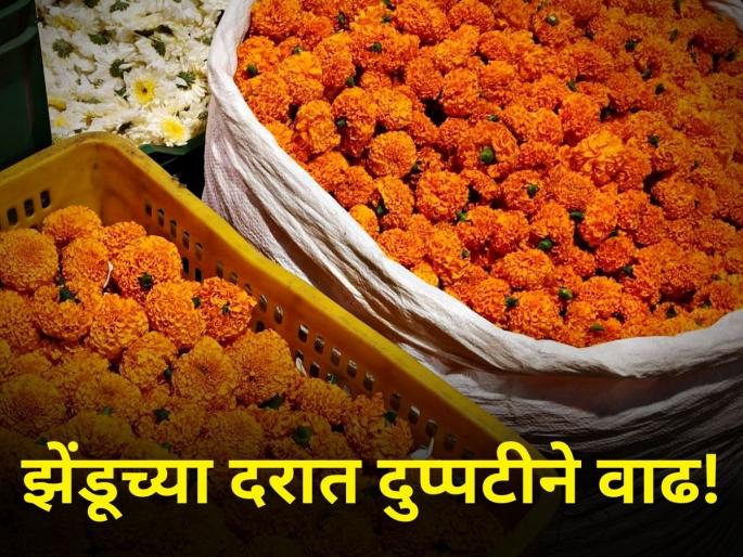 Marigold market yard rates till 80 per kg diwali festival farmer production Shewanti 700 per kg | झेंडूने दसऱ्याला रडवले; मात्र दिवाळीत शेतकरी सुखावले Marigold market yard rates till 80 per kg diwali festival farmer production Shewanti 700 per kg | झेंडूने दसऱ्याला रडवले; मात्र दिवाळीत शेतकरी सुखावले
