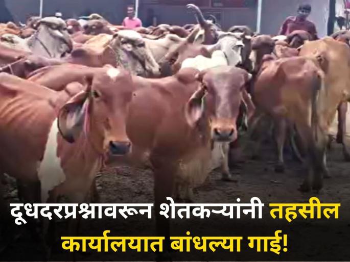 no solution milk rate problem Farmers hunger strike protest tied cows Tehsil office | दूधदरप्रश्नी तोडगा नाहीच! शेतकऱ्यांनी तहसील कार्यालयात बांधल्या गाई no solution milk rate problem Farmers hunger strike protest tied cows Tehsil office | दूधदरप्रश्नी तोडगा नाहीच! शेतकऱ्यांनी तहसील कार्यालयात बांधल्या गाई