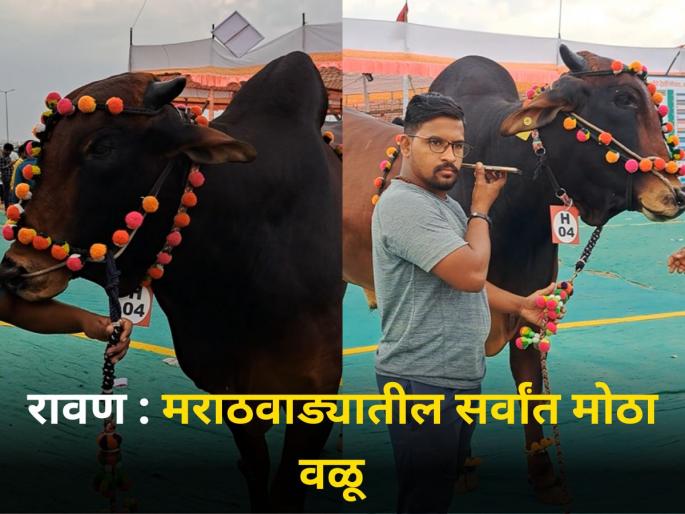 biggest bull in Marathwada lal kandhari cow veriety ajay jadhav farmer nanded | रावण : मराठवाड्यातील सर्वांत मोठा वळू biggest bull in Marathwada lal kandhari cow veriety ajay jadhav farmer nanded | रावण : मराठवाड्यातील सर्वांत मोठा वळू