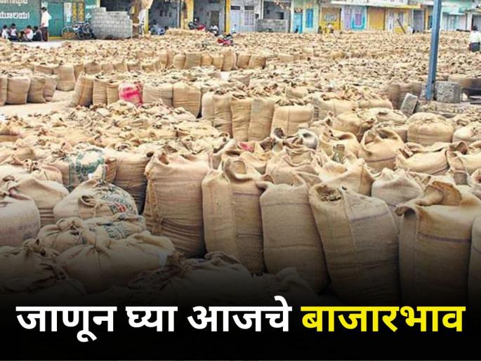 maharashtra agriculture farmer market rate soybean onion cotton maize heavy rainfall crop damage | गारपिटीनंतर बाजार दरावर कसा झाला परिमाण? जाणून घ्या आजचे दर maharashtra agriculture farmer market rate soybean onion cotton maize heavy rainfall crop damage | गारपिटीनंतर बाजार दरावर कसा झाला परिमाण? जाणून घ्या आजचे दर