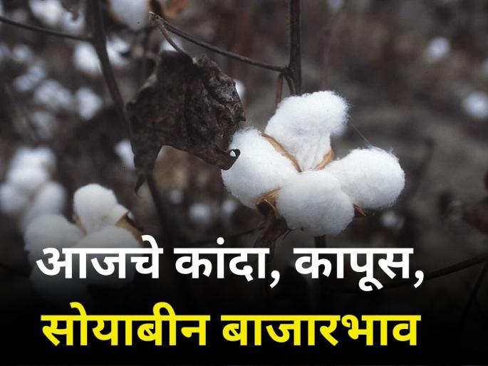 Know today's market prices of onion-cotton-soybeans | जाणून घ्या कांदा-कापूस-सोयाबीनचे आजचे बाजारभाव Know today's market prices of onion-cotton-soybeans | जाणून घ्या कांदा-कापूस-सोयाबीनचे आजचे बाजारभाव