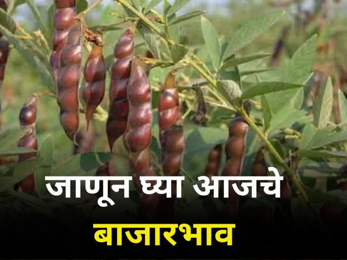 Cotton prices fell down How much price get for farmer producers in market yard today | कापसाचे दर उतरले! खरिपातील मालाला किती मिळतायेत दर? Cotton prices fell down How much price get for farmer producers in market yard today | कापसाचे दर उतरले! खरिपातील मालाला किती मिळतायेत दर?