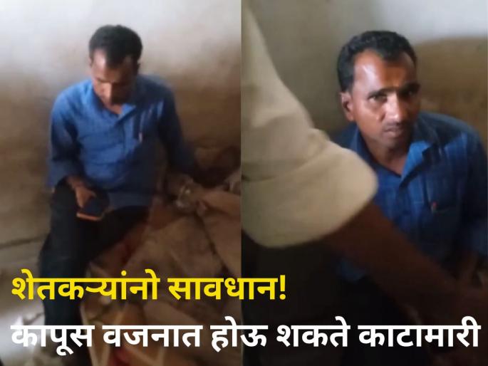 Farmers beware There may be a conflict cotton weight paithan farmer and trader Video Viral | शेतकऱ्यांनो सावधान! कापूस वजनात होऊ शकते काटामारी : Video Viral Farmers beware There may be a conflict cotton weight paithan farmer and trader Video Viral | शेतकऱ्यांनो सावधान! कापूस वजनात होऊ शकते काटामारी : Video Viral