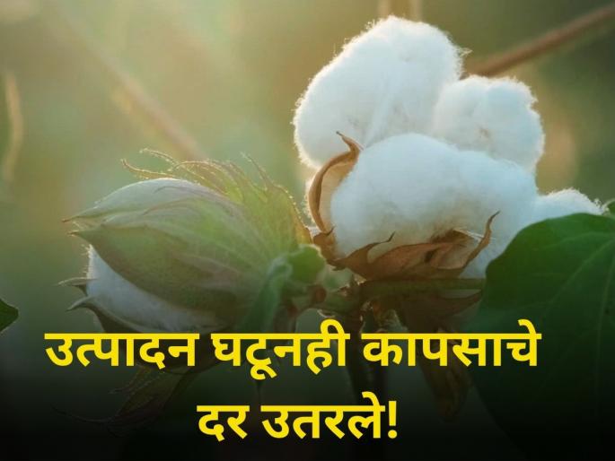 maharashtra farmer onion production decrease market yard rate decrease | उत्पादन घटूनही कापसाचे दर उतरले! आज किती मिळाला भाव? maharashtra farmer onion production decrease market yard rate decrease | उत्पादन घटूनही कापसाचे दर उतरले! आज किती मिळाला भाव?