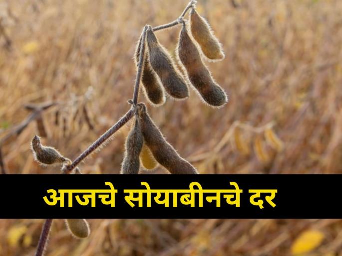 maharashtra agriculture farmer produced market yard rate for soybean | सोयाबीनला आज किती मिळाला दर? maharashtra agriculture farmer produced market yard rate for soybean | सोयाबीनला आज किती मिळाला दर?