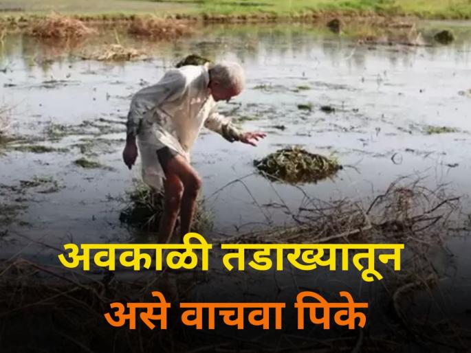 agriculture farmer maharashtra save crops from unseasonal heavy rain | पिकसल्ला : अवकाळी तडाख्यातून असे वाचवा पिके