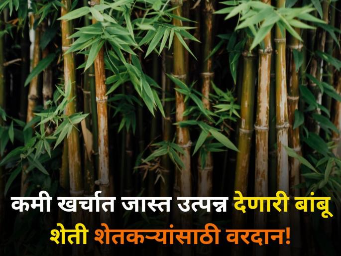 maharashtra agriculture farmer bamboo farming which gives more income lower cost | कमी खर्चात जास्त उत्पन्न देणारी बांबू शेती शेतकऱ्यांसाठी वरदान! maharashtra agriculture farmer bamboo farming which gives more income lower cost | कमी खर्चात जास्त उत्पन्न देणारी बांबू शेती शेतकऱ्यांसाठी वरदान!