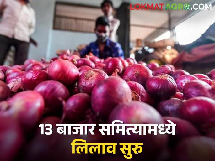 Latest news Onion auction in 13 market committees of Nashik district restored | अखेर नाशिक जिल्ह्यातील 13 बाजार समित्यांमध्ये कांदा लिलाव पूर्ववत, वाचा बाजारभाव  Latest news Onion auction in 13 market committees of Nashik district restored | अखेर नाशिक जिल्ह्यातील 13 बाजार समित्यांमध्ये कांदा लिलाव पूर्ववत, वाचा बाजारभाव