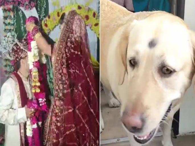 During the wedding ceremony, the bride's pet dog barked, a young man beat it; the bride's family got angry and the wedding was called off | कुत्रा भुंकल्याचे निमित्त ठरले अन् लग्न मोडले...; लग्नात असे काय झाले की नवरीने लाडक्या कुत्र्यासाठी टोकाचा निर्णय घेतला... During the wedding ceremony, the bride's pet dog barked, a young man beat it; the bride's family got angry and the wedding was called off | कुत्रा भुंकल्याचे निमित्त ठरले अन् लग्न मोडले...; लग्नात असे काय झाले की नवरीने लाडक्या कुत्र्यासाठी टोकाचा निर्णय घेतला...