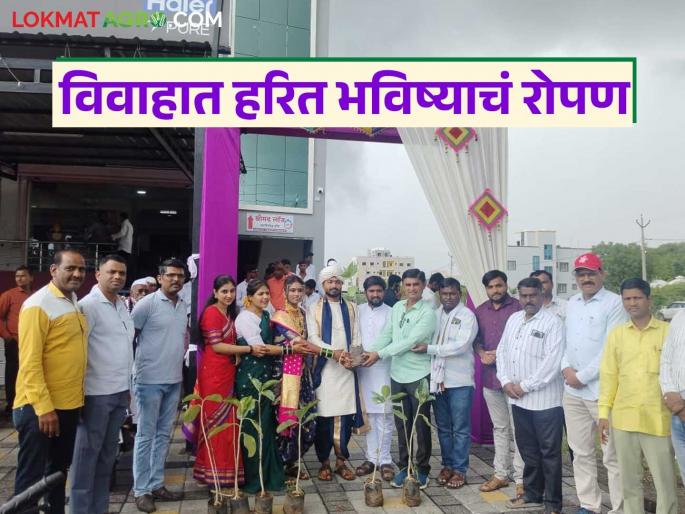 latest news The unique wedding ceremony of Sheetal and Sharad, tied the knot by giving banyan tree saplings | वटवृक्षाची रोपे देऊन विवाहाच्या बंधनात; शीतल अन् शरदचा अनोखा विवाह सोहळा latest news The unique wedding ceremony of Sheetal and Sharad, tied the knot by giving banyan tree saplings | वटवृक्षाची रोपे देऊन विवाहाच्या बंधनात; शीतल अन् शरदचा अनोखा विवाह सोहळा