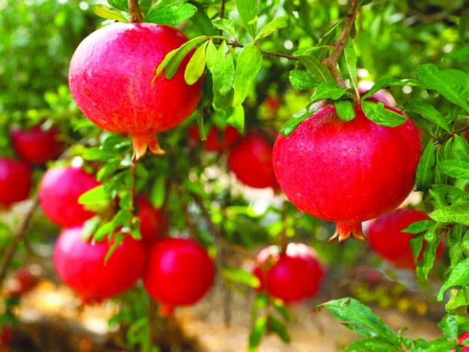 Eight thousand tonnes of pomegranate exports declined; Hit the farmers | आठ हजार टन डाळिंब निर्यात घटली; शेतकऱ्यांना फटका Eight thousand tonnes of pomegranate exports declined; Hit the farmers | आठ हजार टन डाळिंब निर्यात घटली; शेतकऱ्यांना फटका