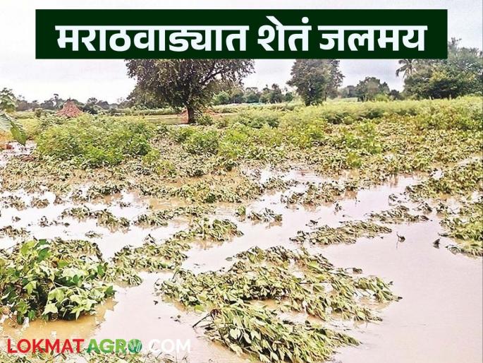 latest news Marathwada Crop Damage: Heavy rains for the second consecutive day in Marathwada; Fields flooded Read in detail | Marathwada Crop Damage : मराठवाड्यात सलग दुसऱ्या दिवशी मुसळधार पाऊस; शेतं जलमय वाचा सविस्तर