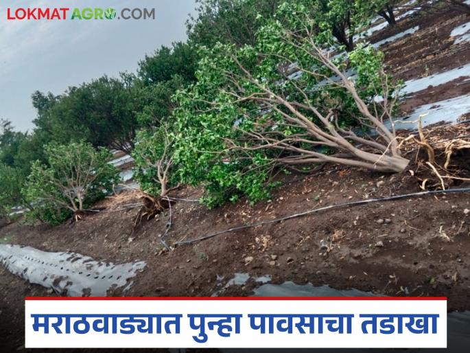 latest news Marathwada Crop Crisis: Rain hits Marathwada again; Crops in Nanded, Latur, Dharashiv are under water. Read in detail | Marathwada Crop Crisis : मराठवाड्यात पुन्हा पावसाचा तडाखा; नांदेड, लातूर, धाराशिव पिके पाण्यात वाचा सविस्तर latest news Marathwada Crop Crisis: Rain hits Marathwada again; Crops in Nanded, Latur, Dharashiv are under water. Read in detail | Marathwada Crop Crisis : मराठवाड्यात पुन्हा पावसाचा तडाखा; नांदेड, लातूर, धाराशिव पिके पाण्यात वाचा सविस्तर