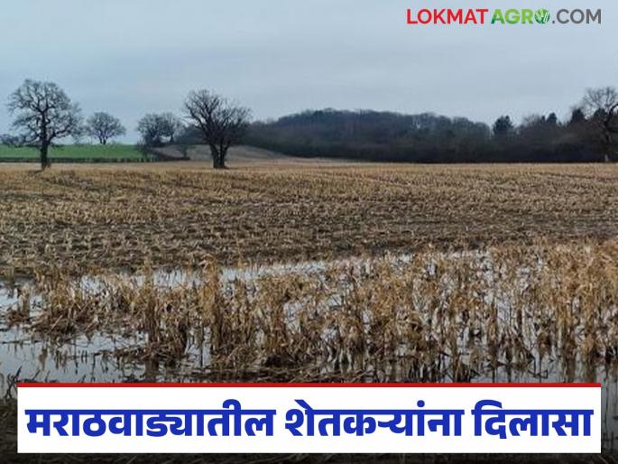 latest news Marathwada Crop Damage: Relief for farmers! Government financial assistance for farmers in Marathwada | Marathwada Crop Damage : शेतकऱ्यांना दिलासा! मराठवाड्यातील शेतकऱ्यांसाठी सरकारची आर्थिक मदत