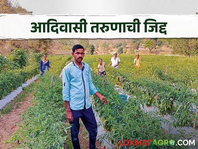 Bringing water from 4000 feet, the cultivation of chilli flourished in a drought stricken village | चार हजार फुटांवरून पाणी आणून दुष्काळी गावात फुलवली मिरचीची शेती Bringing water from 4000 feet, the cultivation of chilli flourished in a drought stricken village | चार हजार फुटांवरून पाणी आणून दुष्काळी गावात फुलवली मिरचीची शेती