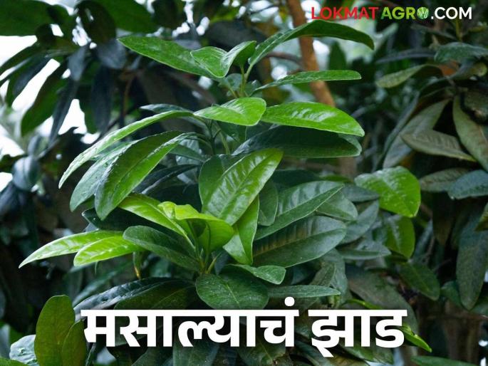 Latest News All Spice Tree The taste of many spices in leaves of all spice tree, know about allspice | All Spice Tree : एकाच झाडाच्या पानामध्ये अनेक मसाल्यांचा स्वाद, जाणून घ्या ऑलस्पाईसबद्दल... 