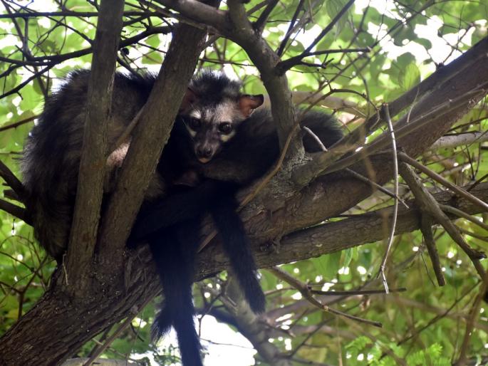 A rare Masanya Ud and its three chicks were found in Murtijapur | मूर्तिजापूरात आढळला दुर्मिळ मसन्या उद व त्याची तीन पिल्ले A rare Masanya Ud and its three chicks were found in Murtijapur | मूर्तिजापूरात आढळला दुर्मिळ मसन्या उद व त्याची तीन पिल्ले