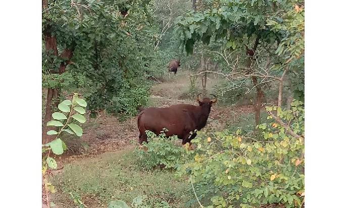 FDCM deforestation destroys wildlife habitat | एफडीसीएमच्या जंगलताेडीमुळे वन्यप्राण्यांचा निवारा नष्ट FDCM deforestation destroys wildlife habitat | एफडीसीएमच्या जंगलताेडीमुळे वन्यप्राण्यांचा निवारा नष्ट
