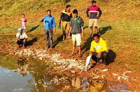 Demand for inquiry into fish death in Tamraparni river | ताम्रपर्णी नदीतील मासे मृत्यूप्रकरणी चौकशीची मागणी Demand for inquiry into fish death in Tamraparni river | ताम्रपर्णी नदीतील मासे मृत्यूप्रकरणी चौकशीची मागणी