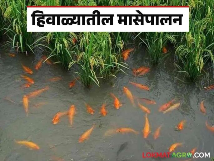 Latest News Winter Fish Farming How to manage water while fishing in winter Read in detail  | Winter Fish Farming : हिवाळ्यात मासेपालन करताना पाणी व्यवस्थापन कसे करायचे? वाचा सविस्तर  Latest News Winter Fish Farming How to manage water while fishing in winter Read in detail  | Winter Fish Farming : हिवाळ्यात मासेपालन करताना पाणी व्यवस्थापन कसे करायचे? वाचा सविस्तर