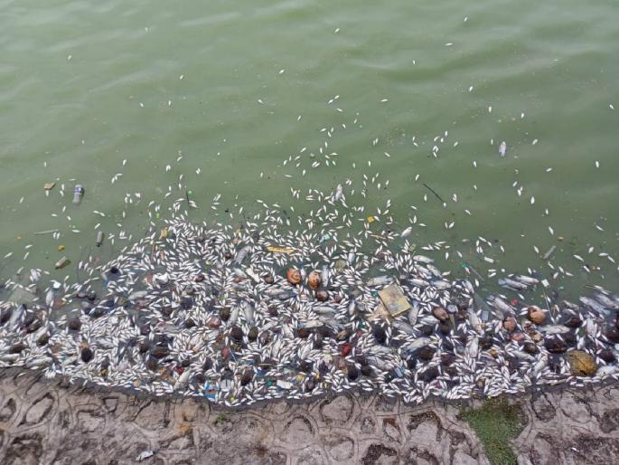 Thousands of fish died in Sri Siddheshwar lake due to polluted water | प्रदूषित पाण्यामुळे श्री सिद्धेश्वर तलावात हजारो मासे मृत्युमुखी; परिसरात दुर्गंधी Thousands of fish died in Sri Siddheshwar lake due to polluted water | प्रदूषित पाण्यामुळे श्री सिद्धेश्वर तलावात हजारो मासे मृत्युमुखी; परिसरात दुर्गंधी