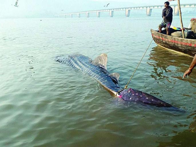 The 'Devamushi' fish was found in Rwanda | रेवदंडा येथे सापडला ‘देवमुशी’ मासा The 'Devamushi' fish was found in Rwanda | रेवदंडा येथे सापडला ‘देवमुशी’ मासा