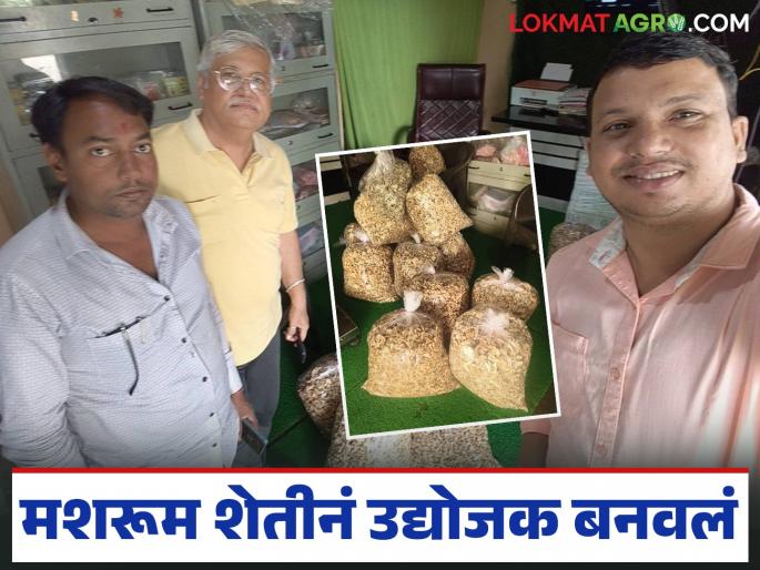 Latest News Mashroom farmer Anant Ikhar's inspiring success story He left MPSC and became an entrepreneur through mushroom farming | MPSC सोडली, अन् मशरूम शेतीनं उद्योजक बनवलं, वर्षाला 40 लाखांची उलाढाल, अनंत इखार यांची यशोगाथा 