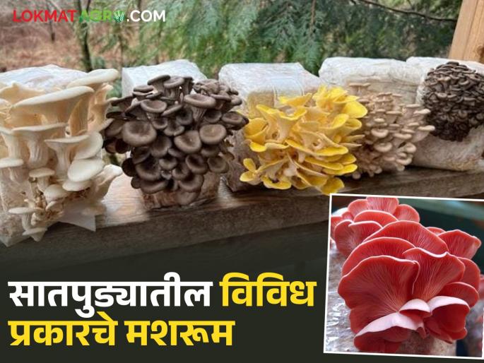 Latest News Various colored mushrooms from Satpuda beneficial for various diseases | Mashroom Farming : विविध आजारांवर गुणकारी सातपुड्यातील विविध रंगातील मशरुम, वाचा सविस्तर