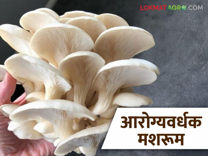 Mushrooms: Eat healthy oyster mushrooms and stay healthy. Read in detail. | Mushrooms : आरोग्यवर्धक ऑयस्टर मशरूम खा अन् निरोगी राहा वाचा सविस्तर Mushrooms: Eat healthy oyster mushrooms and stay healthy. Read in detail. | Mushrooms : आरोग्यवर्धक ऑयस्टर मशरूम खा अन् निरोगी राहा वाचा सविस्तर