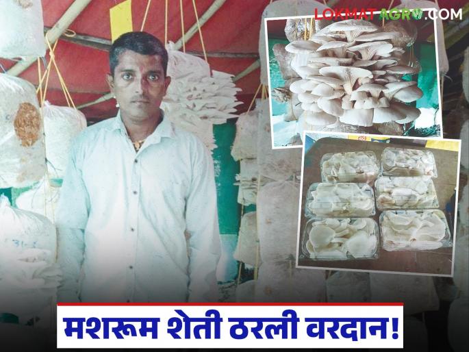 latest news Mushroom Farming Success Story: Gold in the Soil: The villagers of Gevrai created a 'miracle' in mushroom farming | Mushroom Farming Success Story : मातीतलं सोनं: गेवराईच्या माउली सगळेंनी मशरूम शेतीत घडवला 'चमत्कार' latest news Mushroom Farming Success Story: Gold in the Soil: The villagers of Gevrai created a 'miracle' in mushroom farming | Mushroom Farming Success Story : मातीतलं सोनं: गेवराईच्या माउली सगळेंनी मशरूम शेतीत घडवला 'चमत्कार'